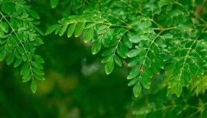 Moringa para Diabetes: Controle Natural e Eficaz da Glicose