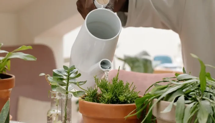 Como Cultivar Plantas Medicinais em Casa para Diabetes 2 Neste artigo, você aprenderá como cultivar plantas medicinais em casa
